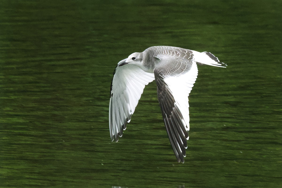 Gaviota de Sabine - ML641674143