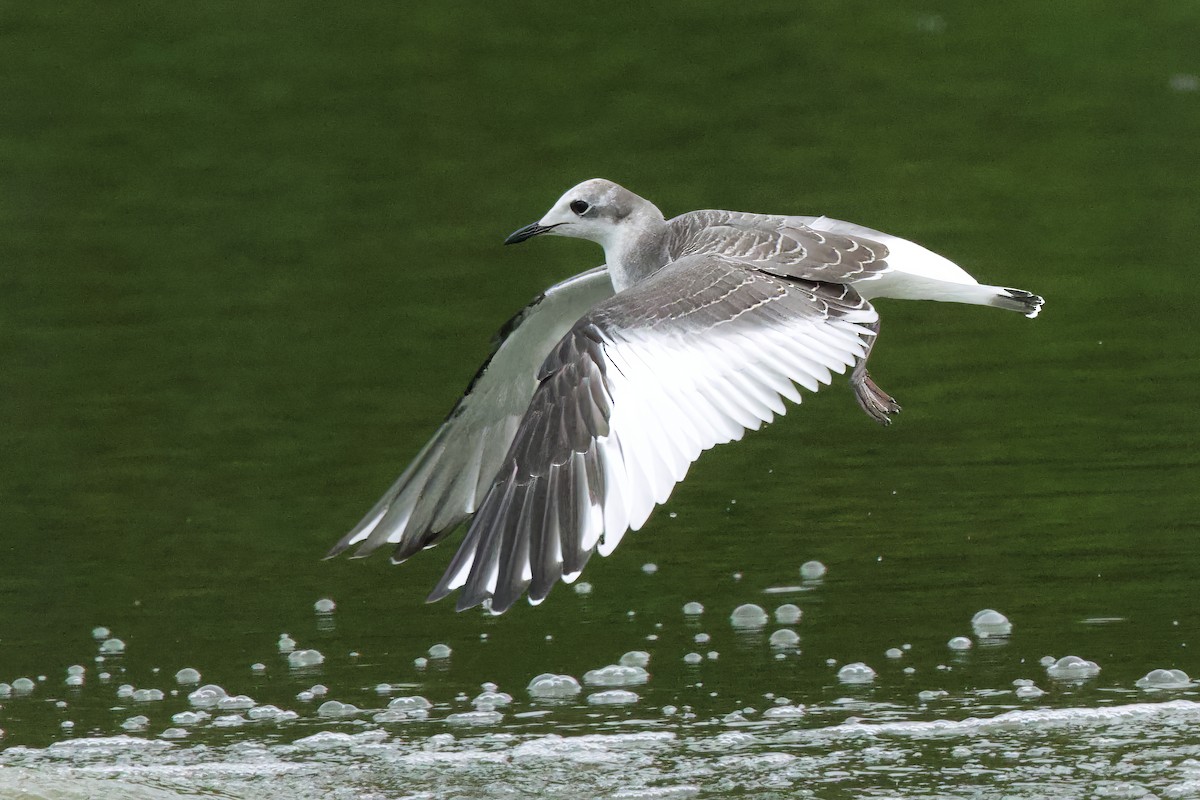 Gaviota de Sabine - ML641674179