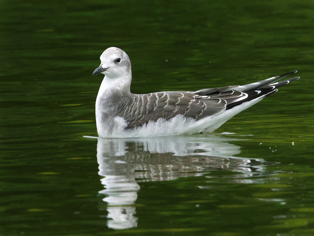 Gaviota de Sabine - ML641674188