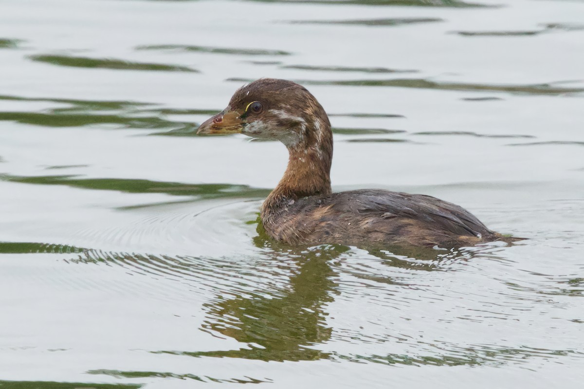 Zampullín Picogrueso - ML641674199