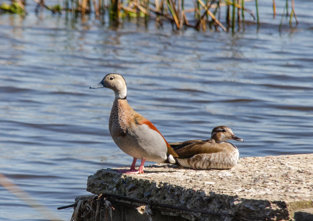 Ringed Teal - ML641674208