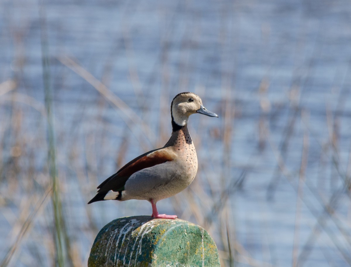 Ringed Teal - ML641674209