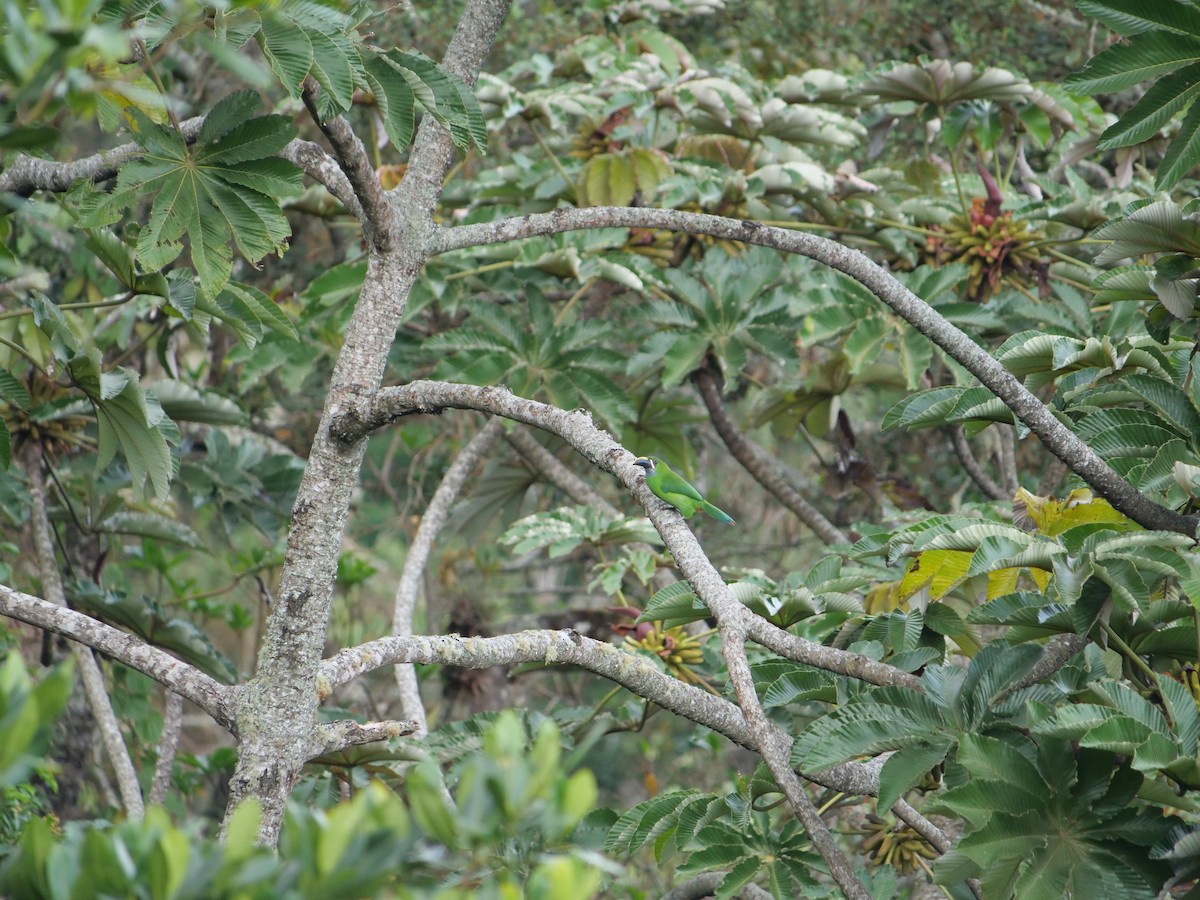 Southern Emerald-Toucanet (Santa Marta) - ML641674232