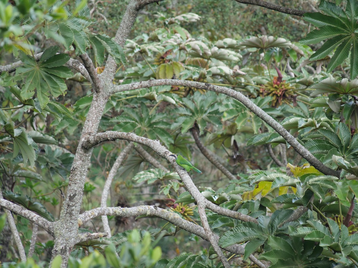 Southern Emerald-Toucanet (Santa Marta) - ML641674233