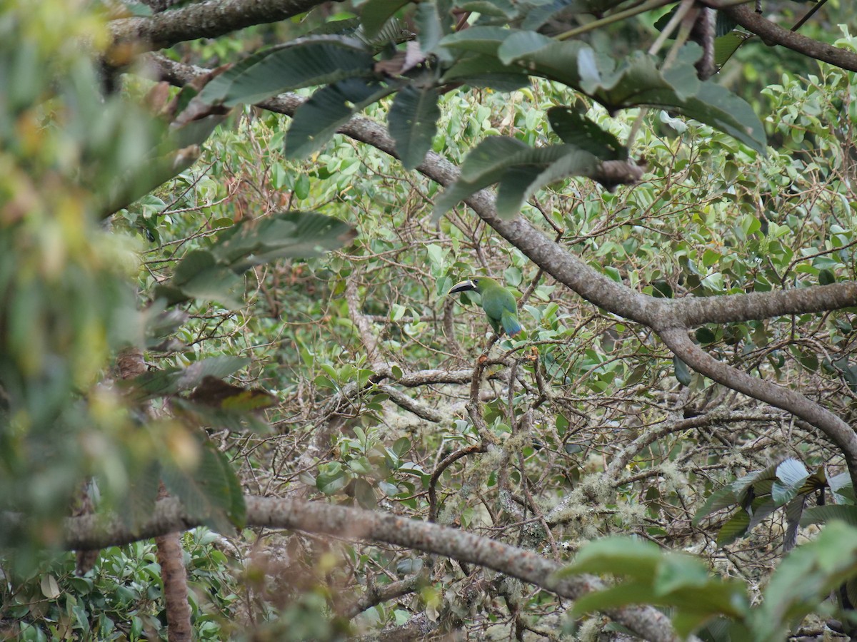 Southern Emerald-Toucanet (Santa Marta) - ML641674234