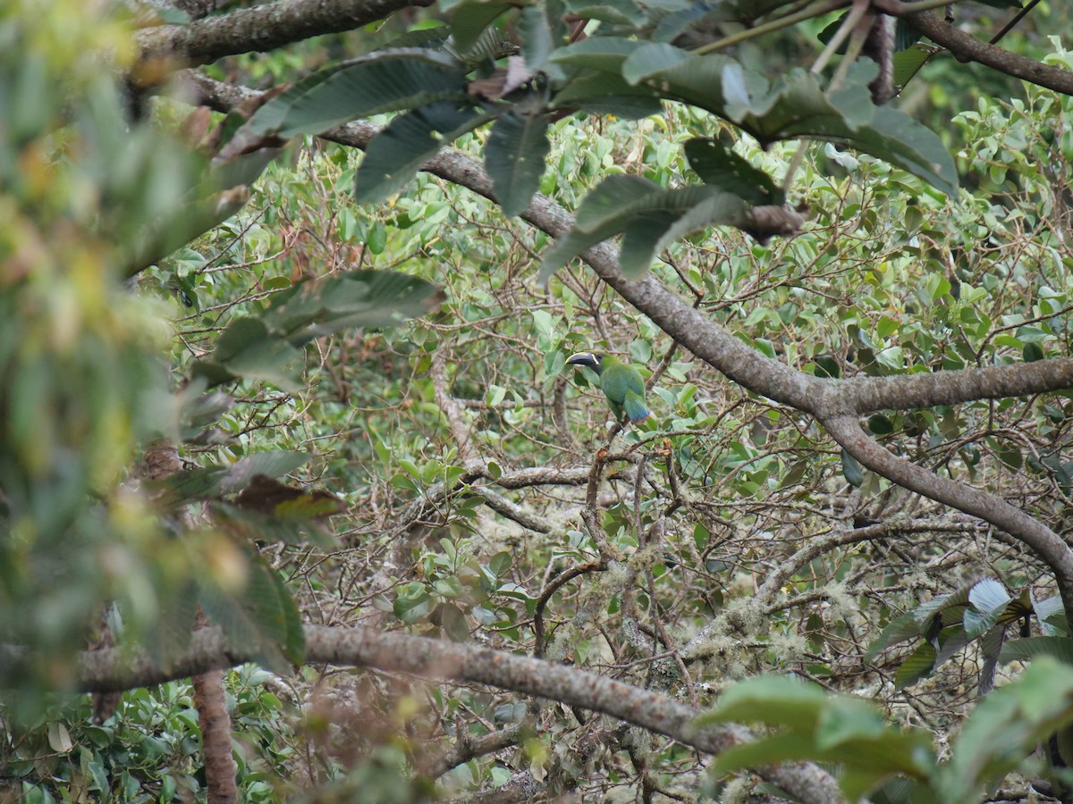 Southern Emerald-Toucanet (Santa Marta) - ML641674235