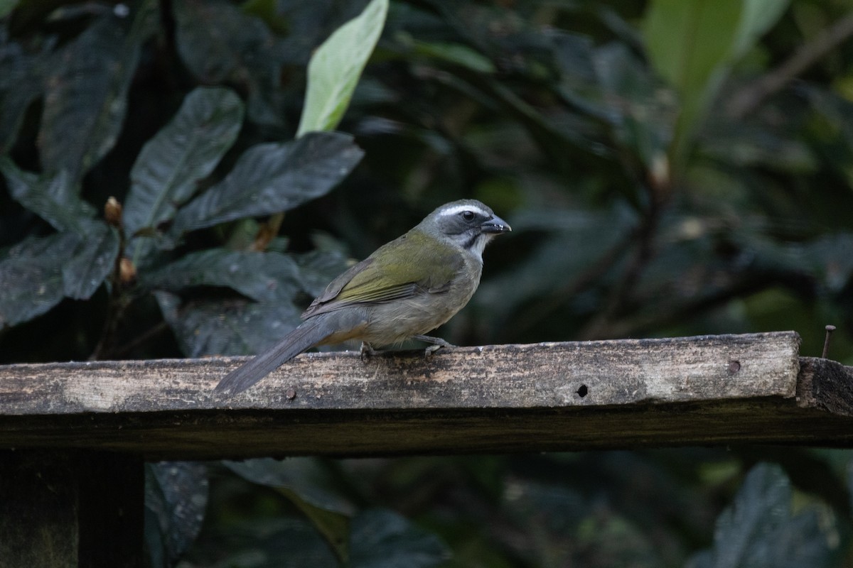 Green-winged Saltator - ML641674238