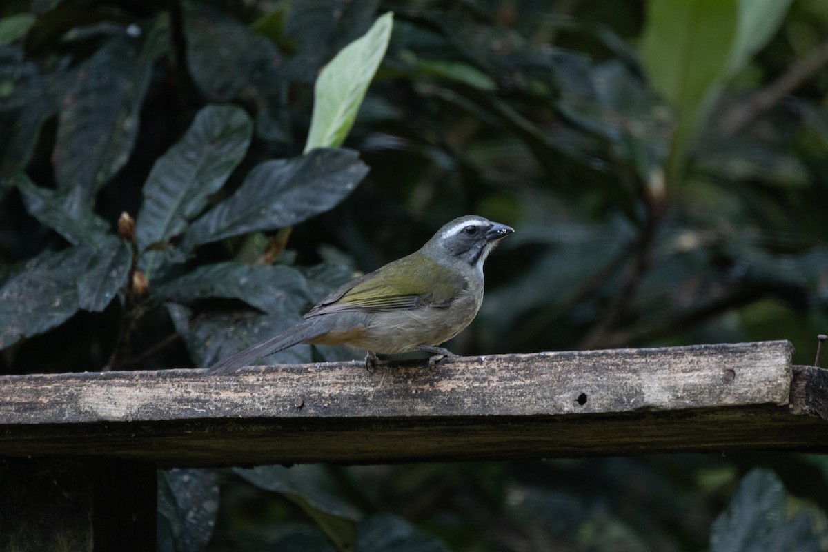 Green-winged Saltator - ML641674239