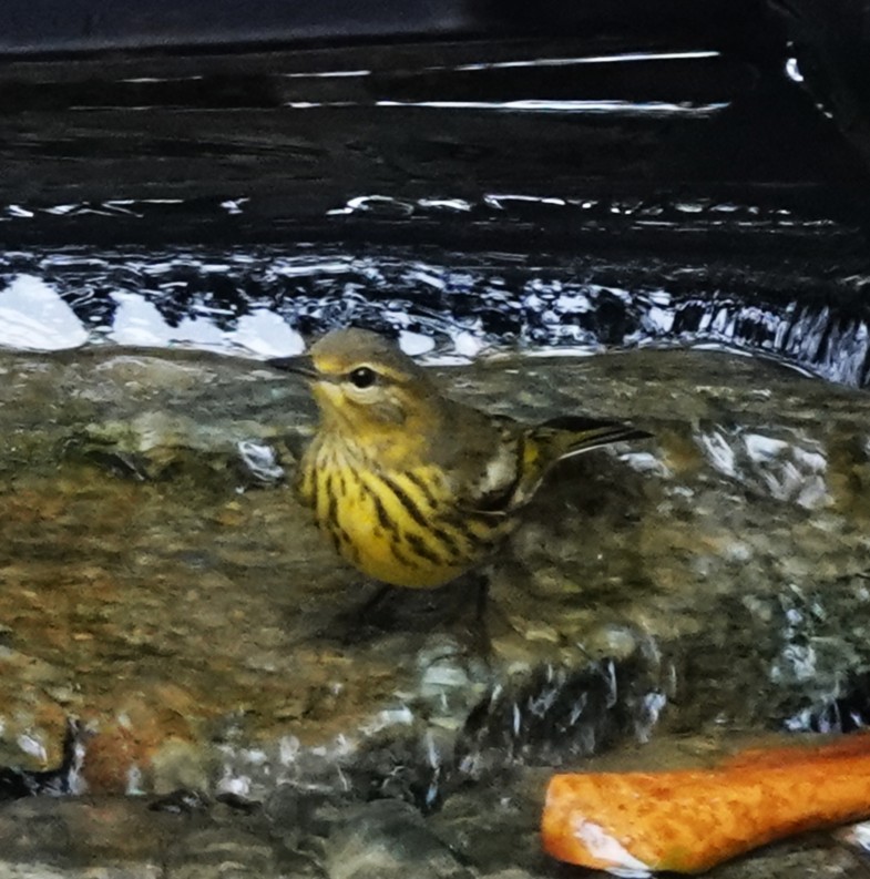 Cape May Warbler - ML641674266