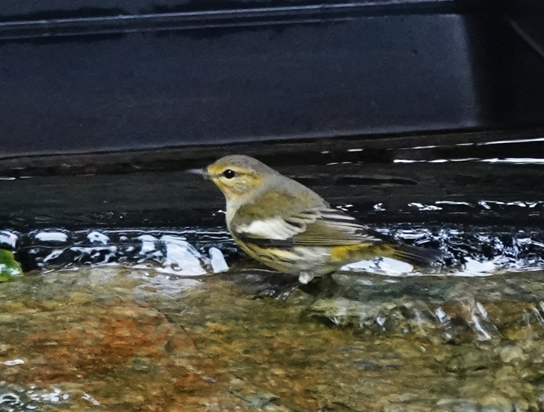 Cape May Warbler - ML641674267