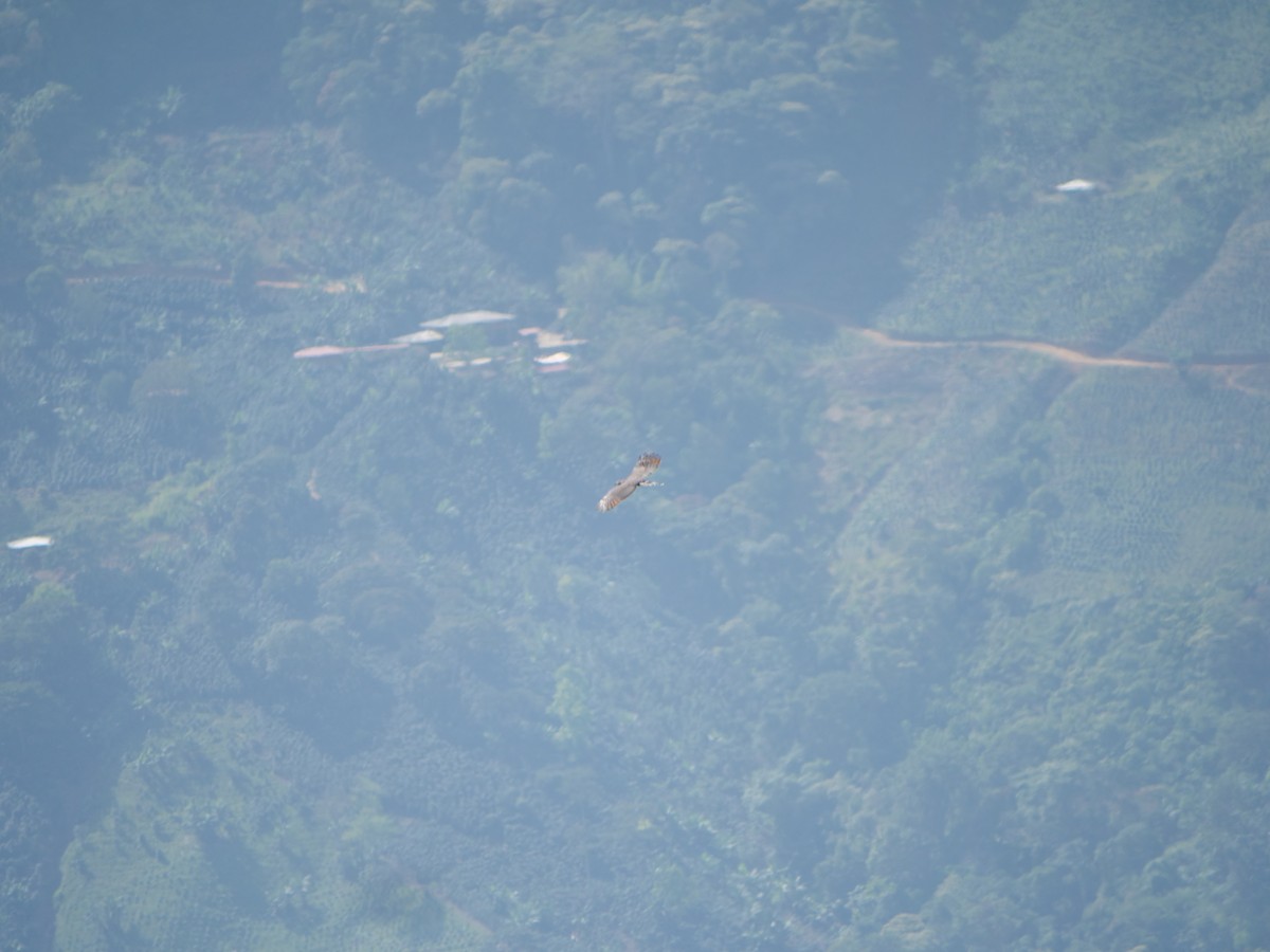 Curutié de Santa Marta - ML641674323