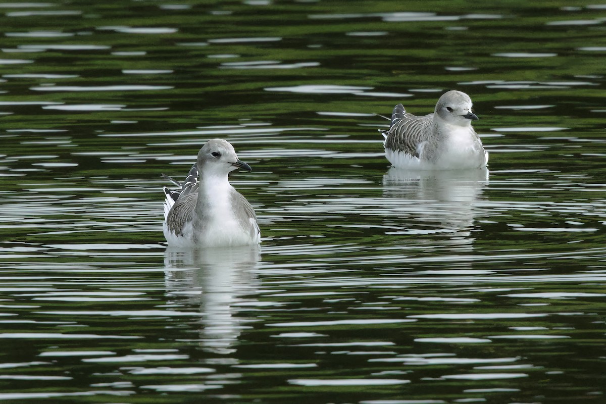 Gaviota de Sabine - ML641674330