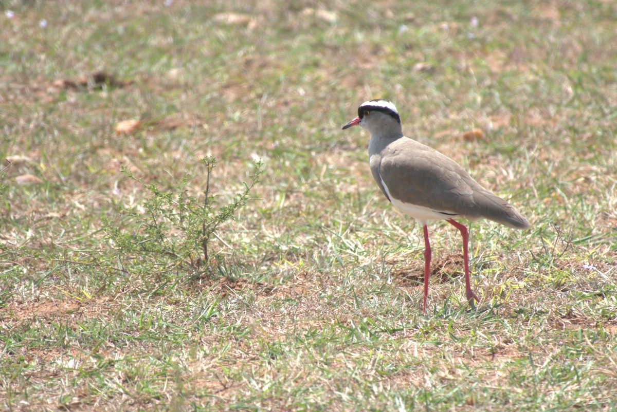 Crowned Lapwing - ML641674365