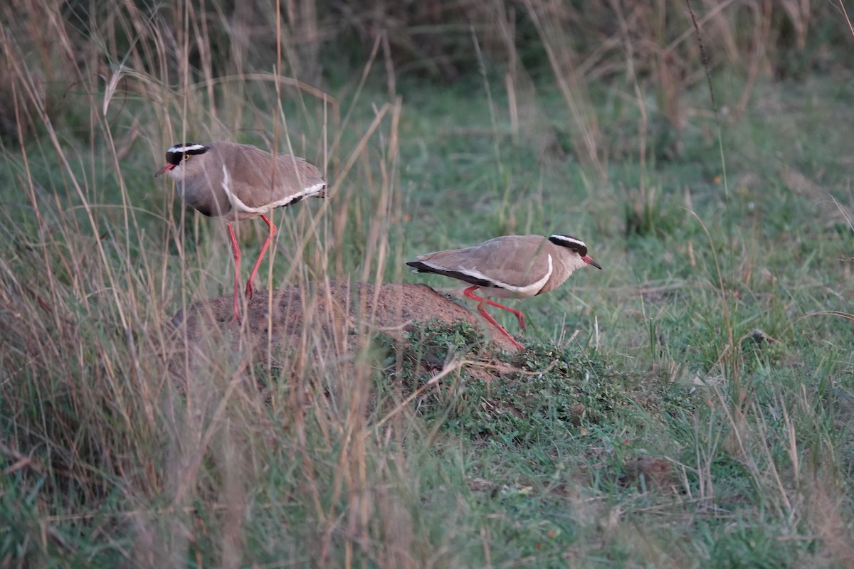 Crowned Lapwing - ML641674366