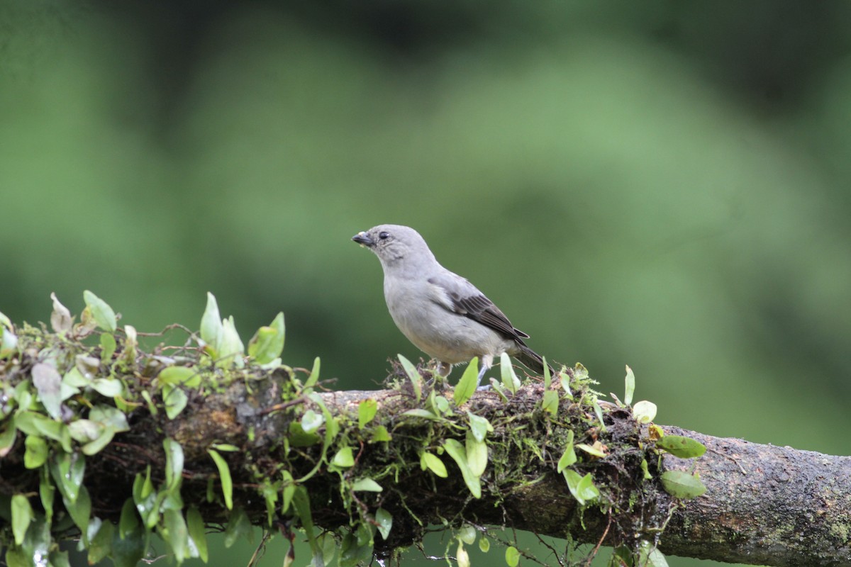 Plain-colored Tanager - ML641674368