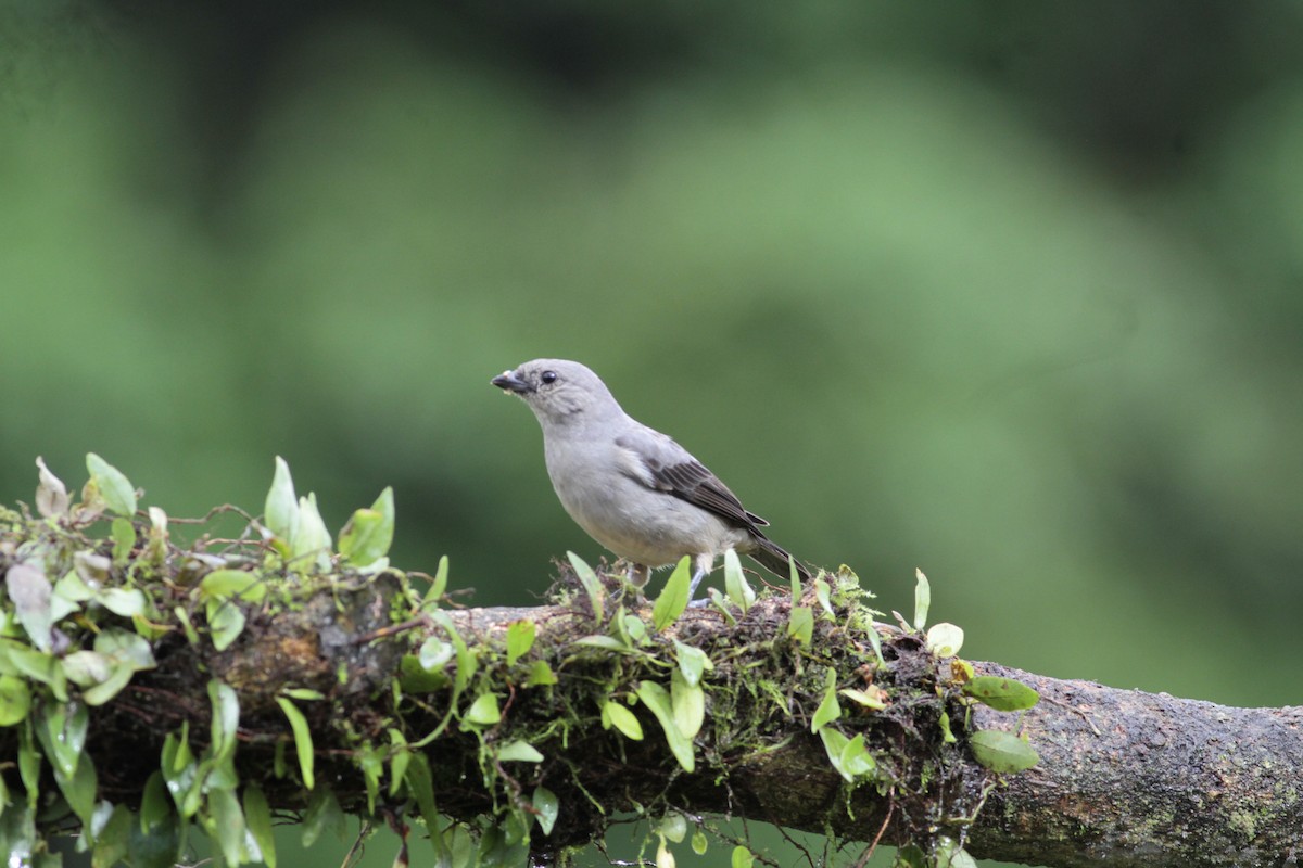 Plain-colored Tanager - ML641674369