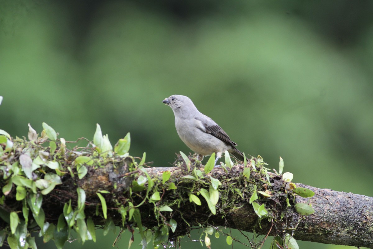 Plain-colored Tanager - ML641674370