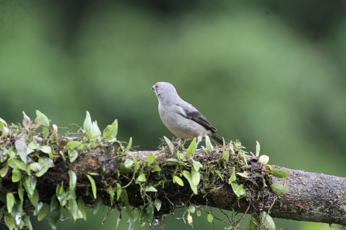Plain-colored Tanager - ML641674371