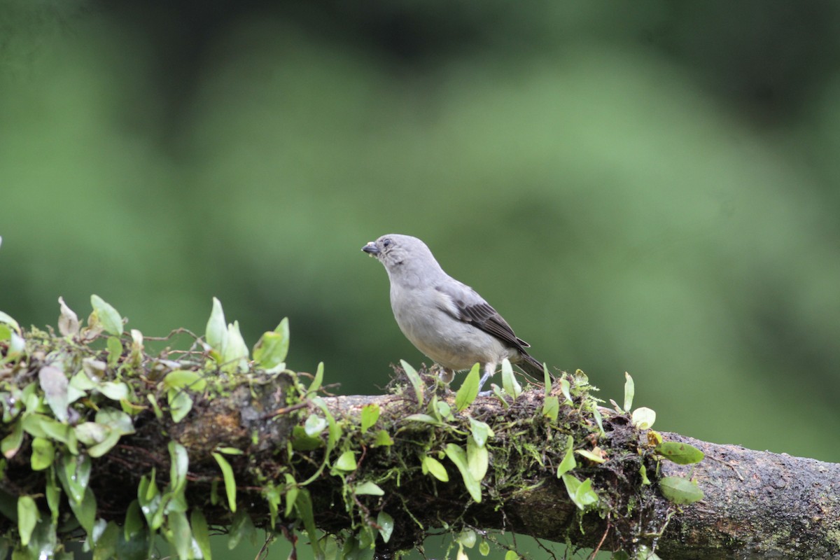 Plain-colored Tanager - ML641674372