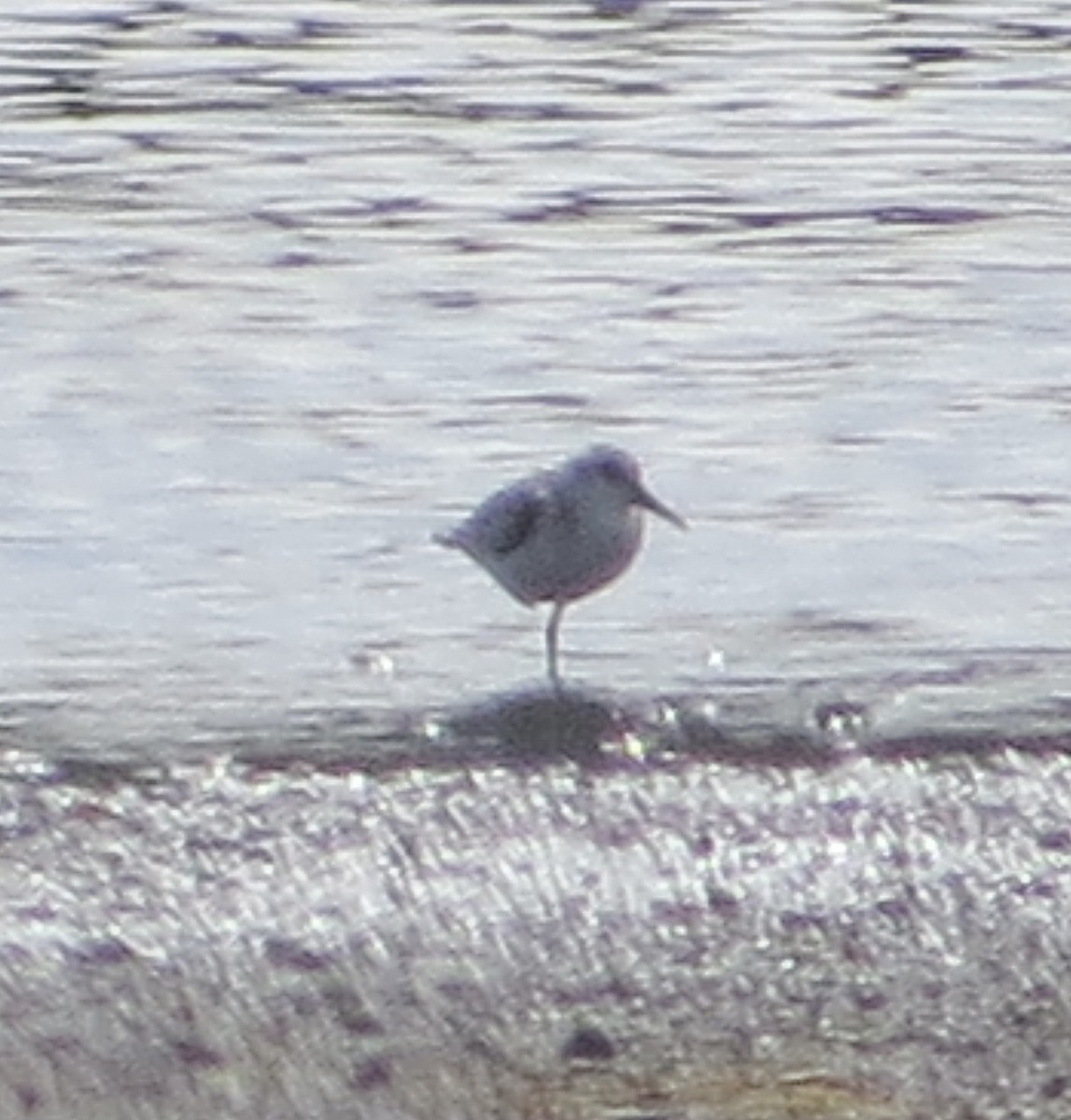 Sanderling - ML641674400