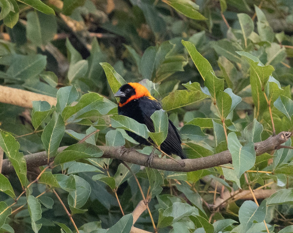 Black Bishop - ML641674493