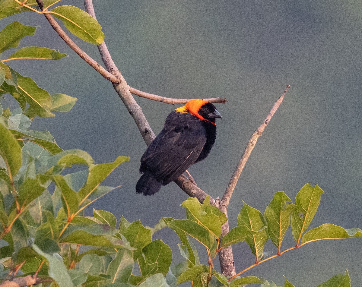 Black Bishop - ML641674496