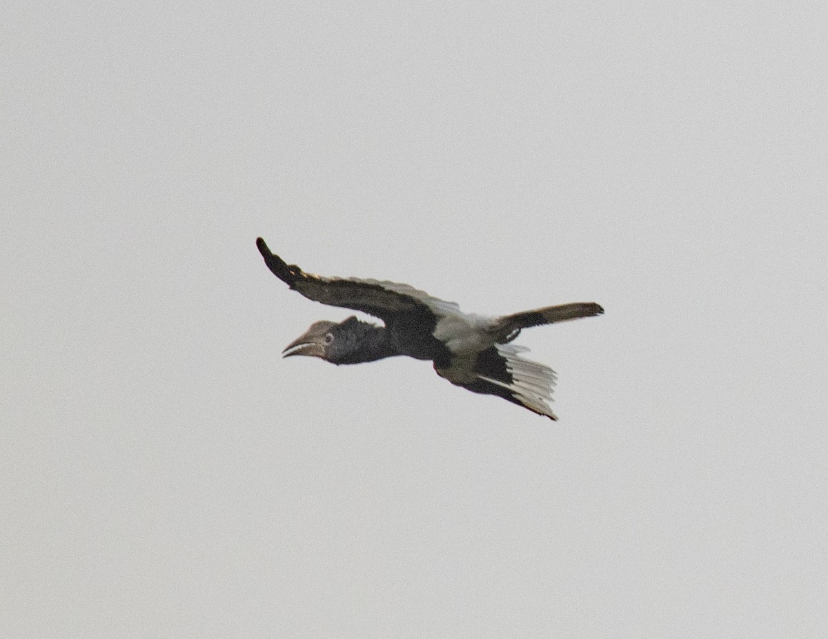 Grauwangen-Hornvogel - ML641674531