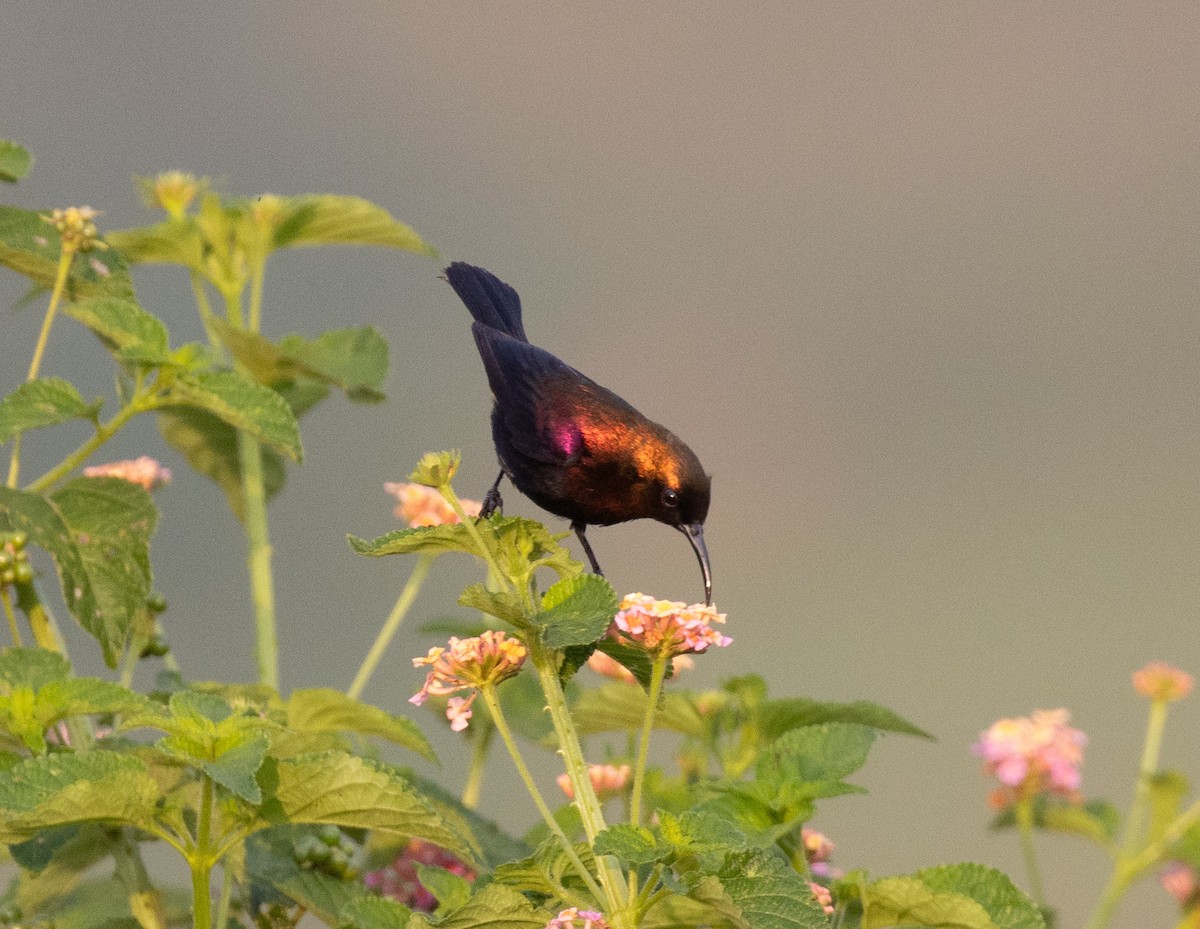 Copper Sunbird - ML641674546