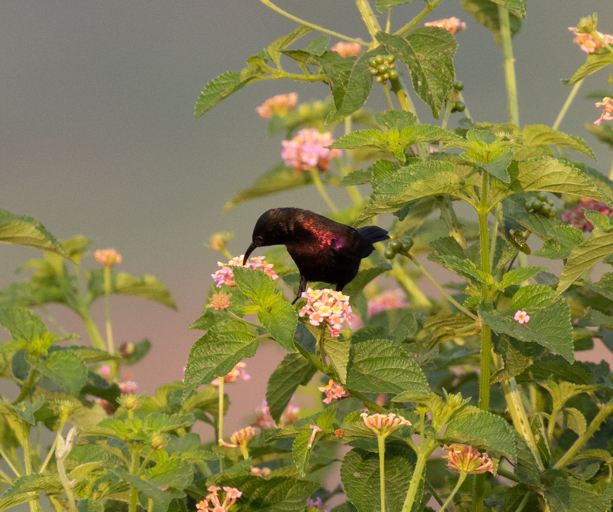 Copper Sunbird - ML641674549