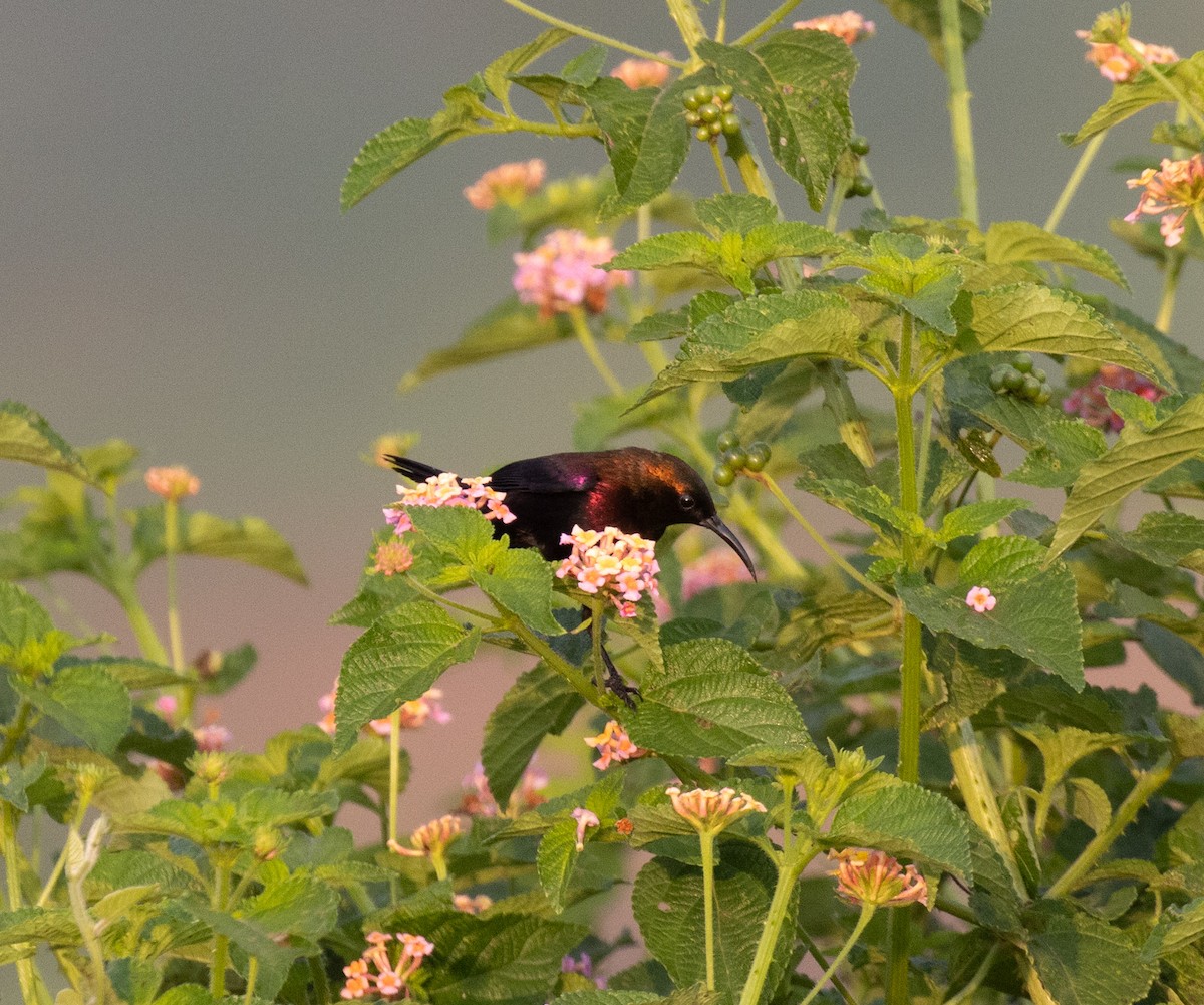 Copper Sunbird - ML641674556