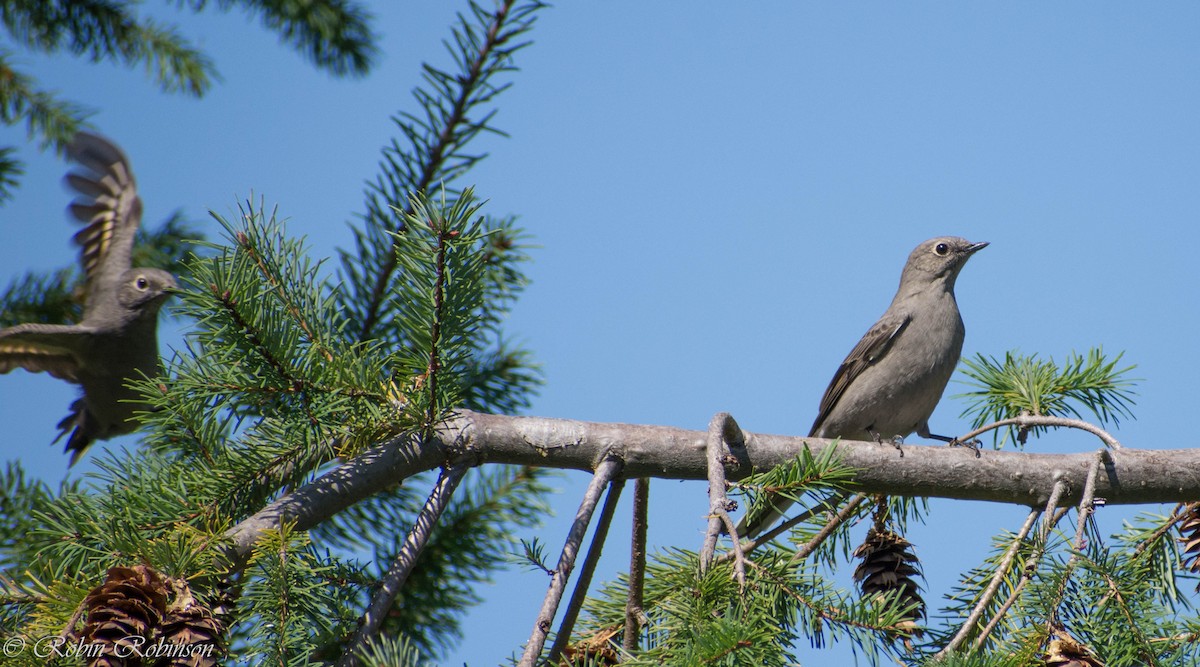 Townsend's Solitaire - ML641674571