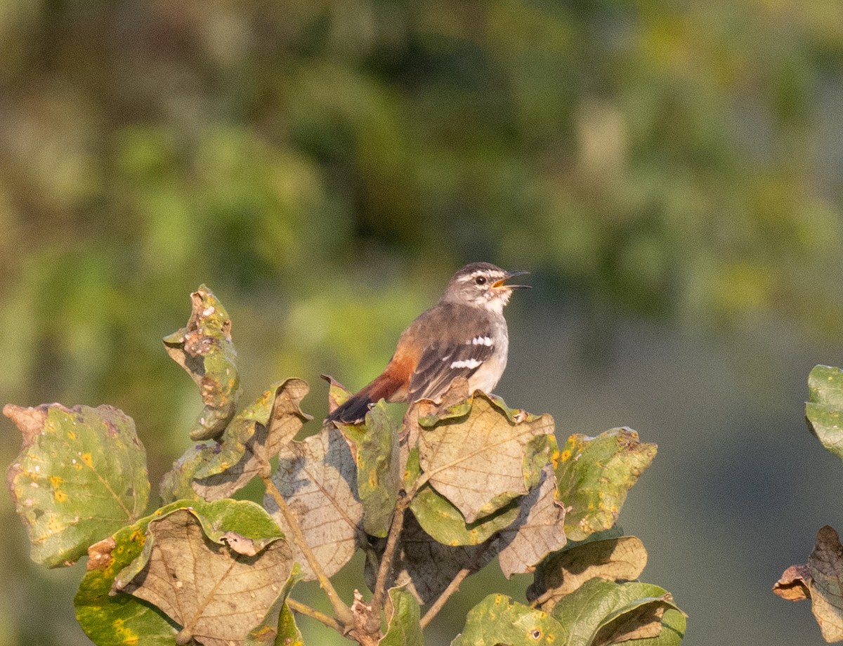 Brown-backed Scrub-Robin - ML641674575