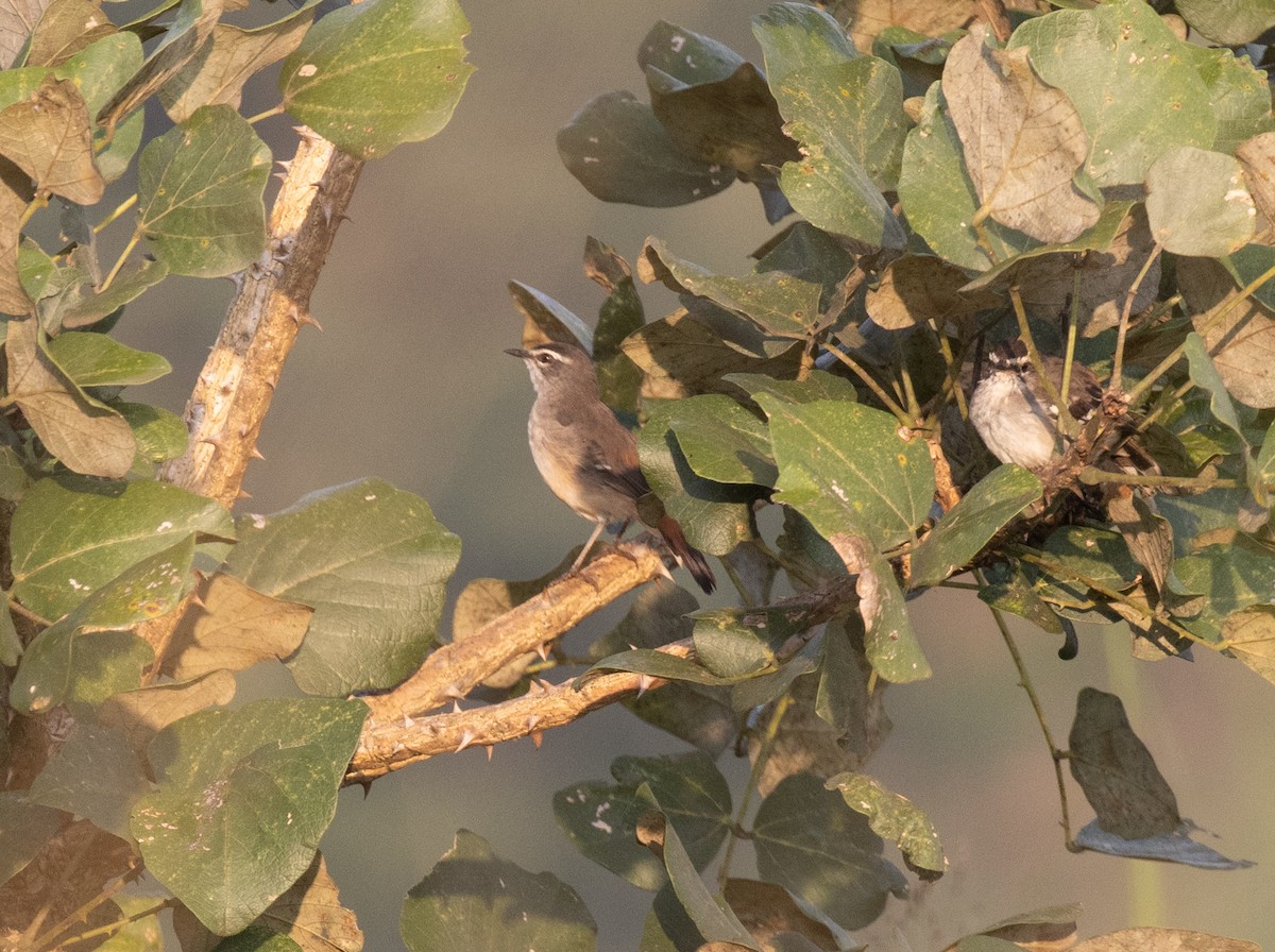 Brown-backed Scrub-Robin - ML641674584