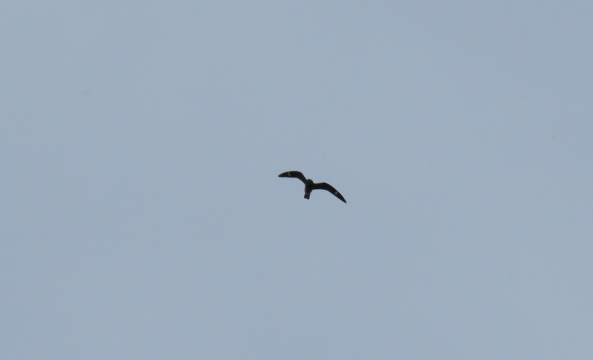 Common Nighthawk - ML641674587