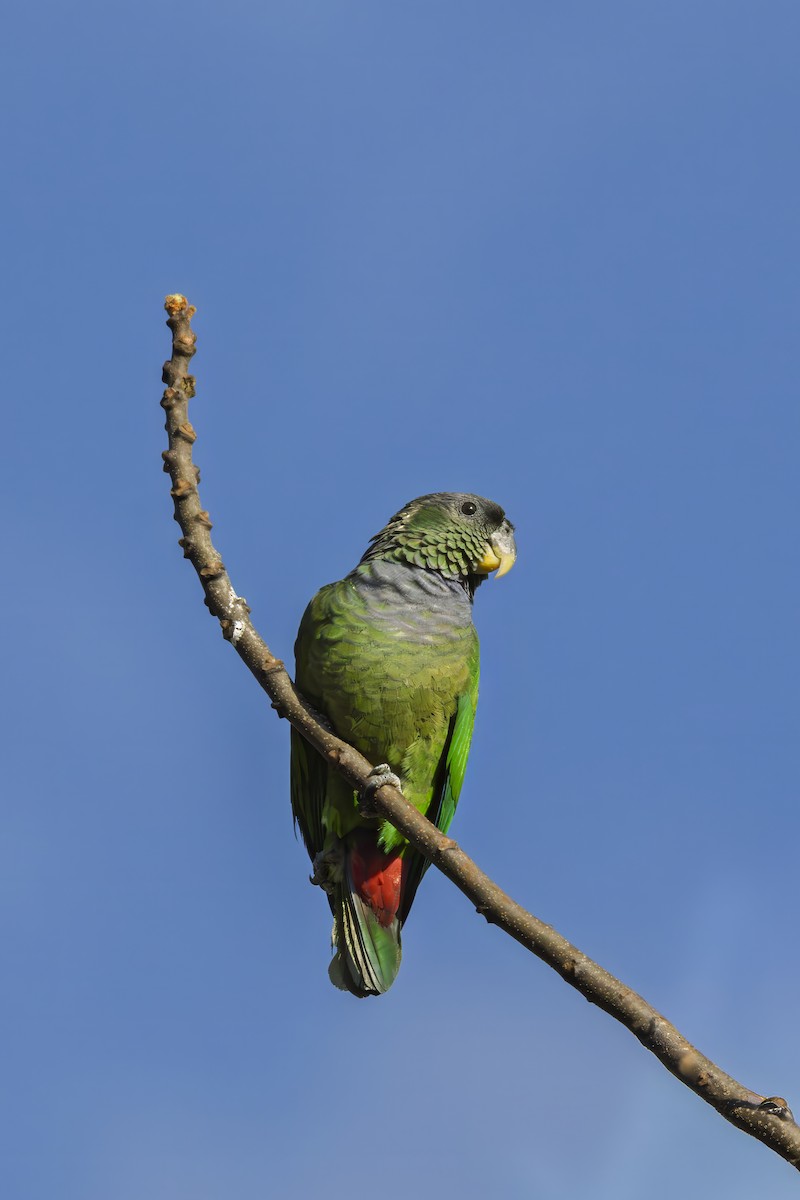 Scaly-headed Parrot - ML641674592
