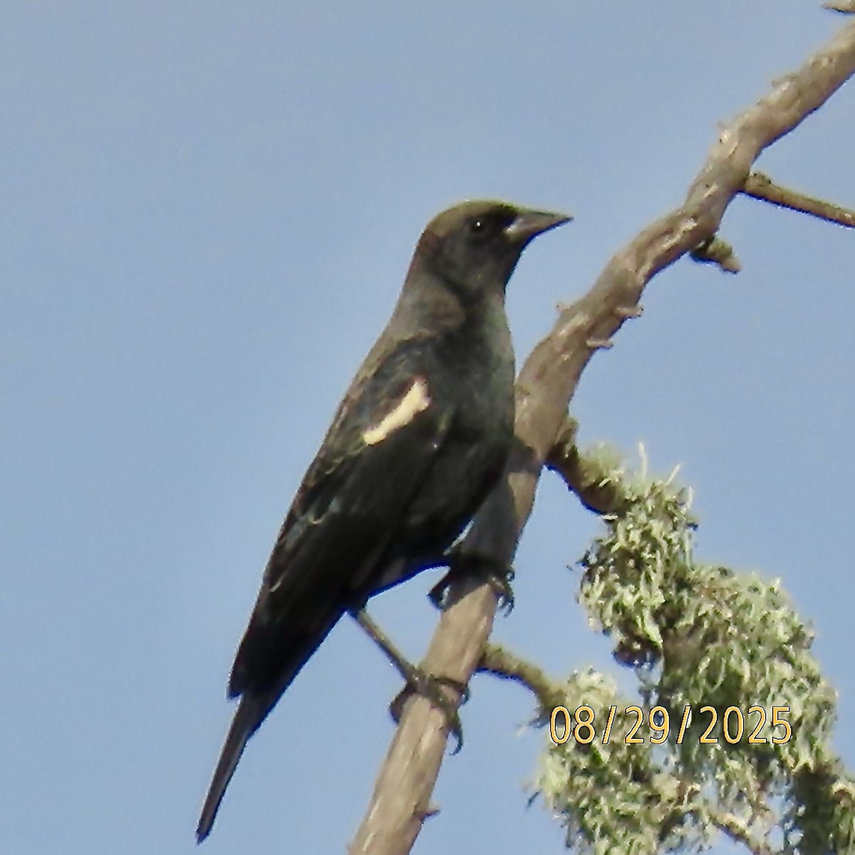Tricolored Blackbird - ML641674599