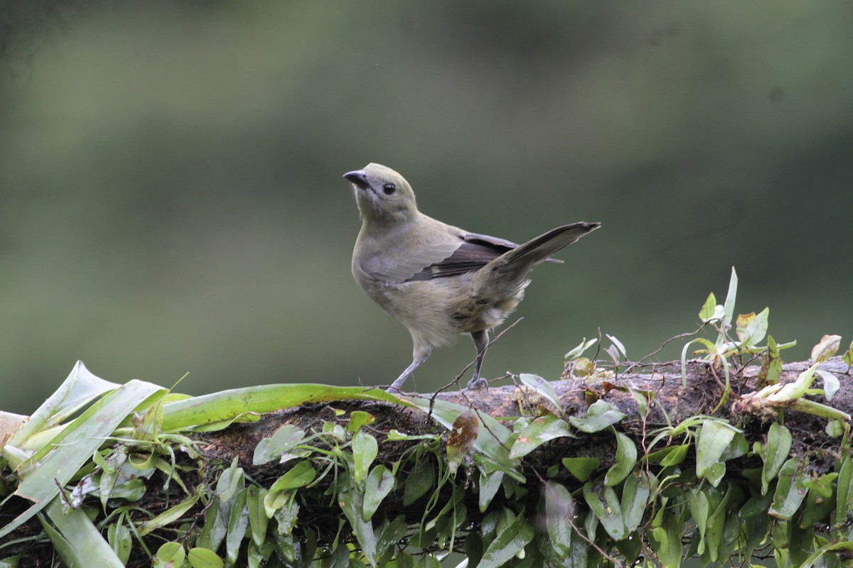 Palm Tanager - ML641674618