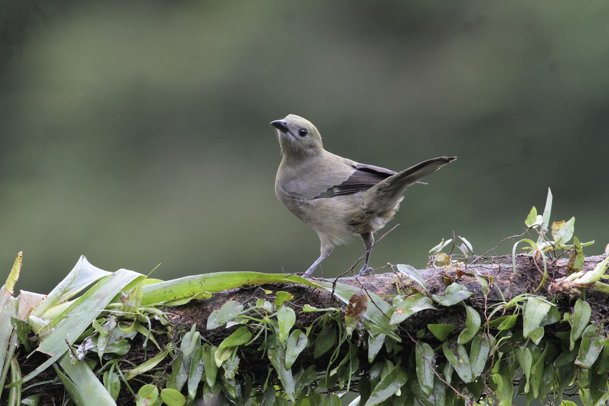 Palm Tanager - ML641674619