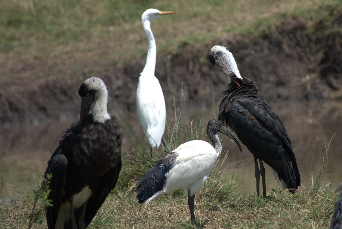 African Woolly-necked Stork - ML641674646