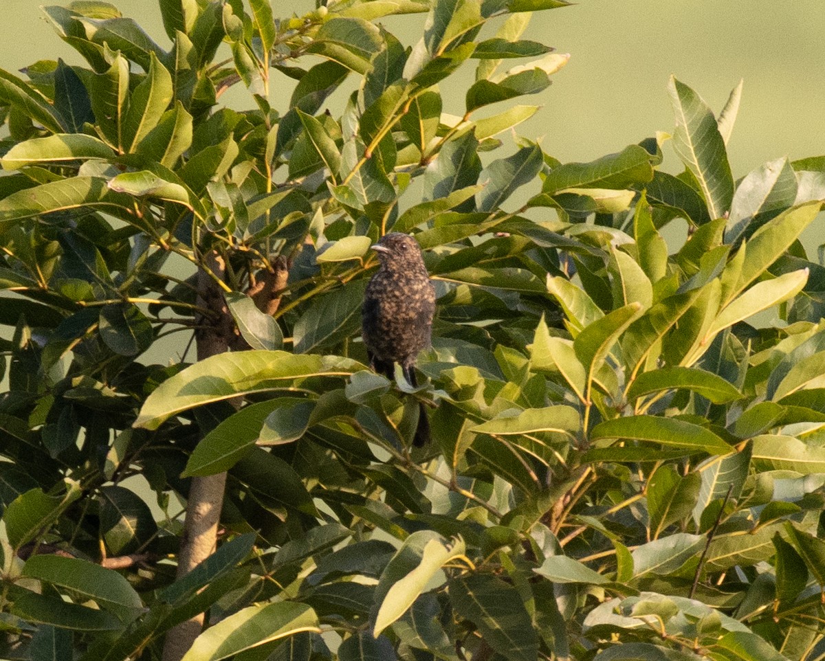 Northern Black-Flycatcher - ML641674659