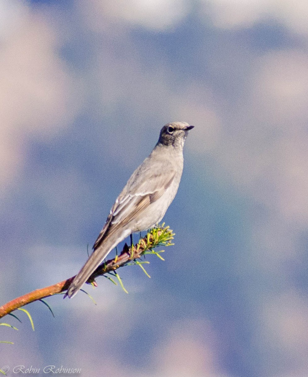 Townsend's Solitaire - ML641674663