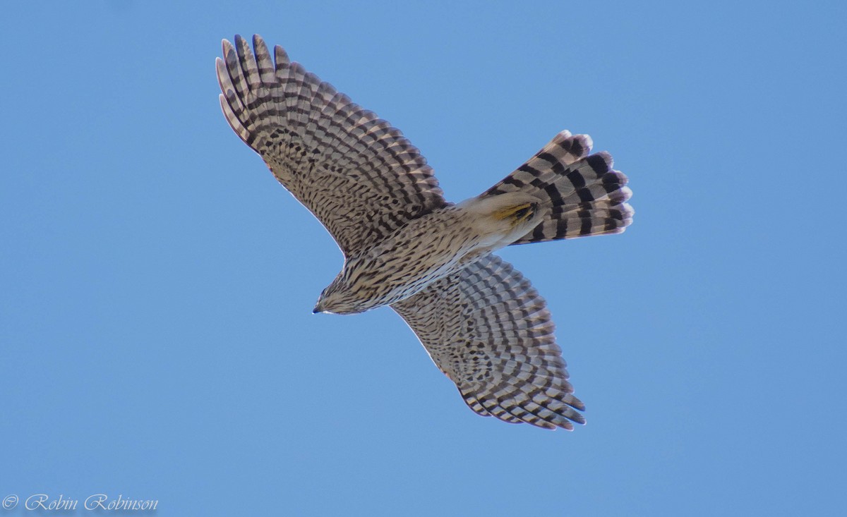 Cooper's Hawk - ML641674677