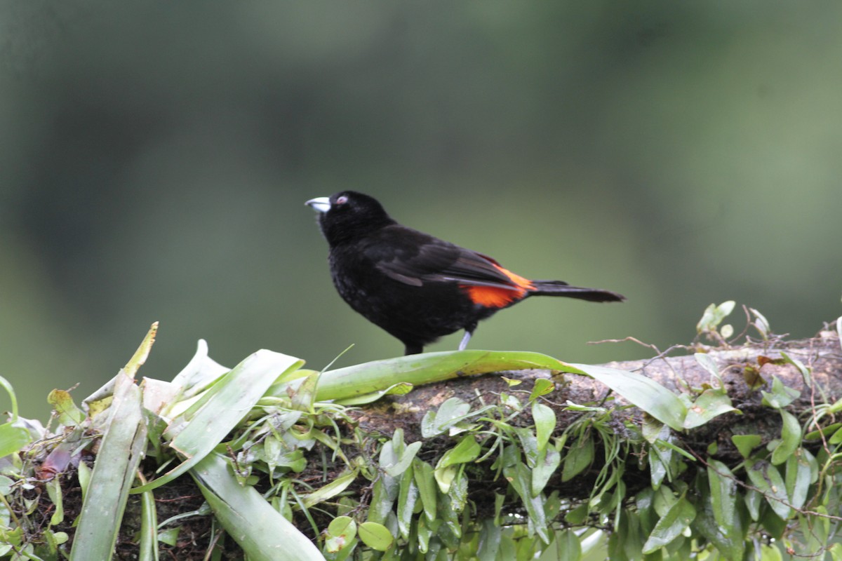 Scarlet-rumped Tanager - ML641674686