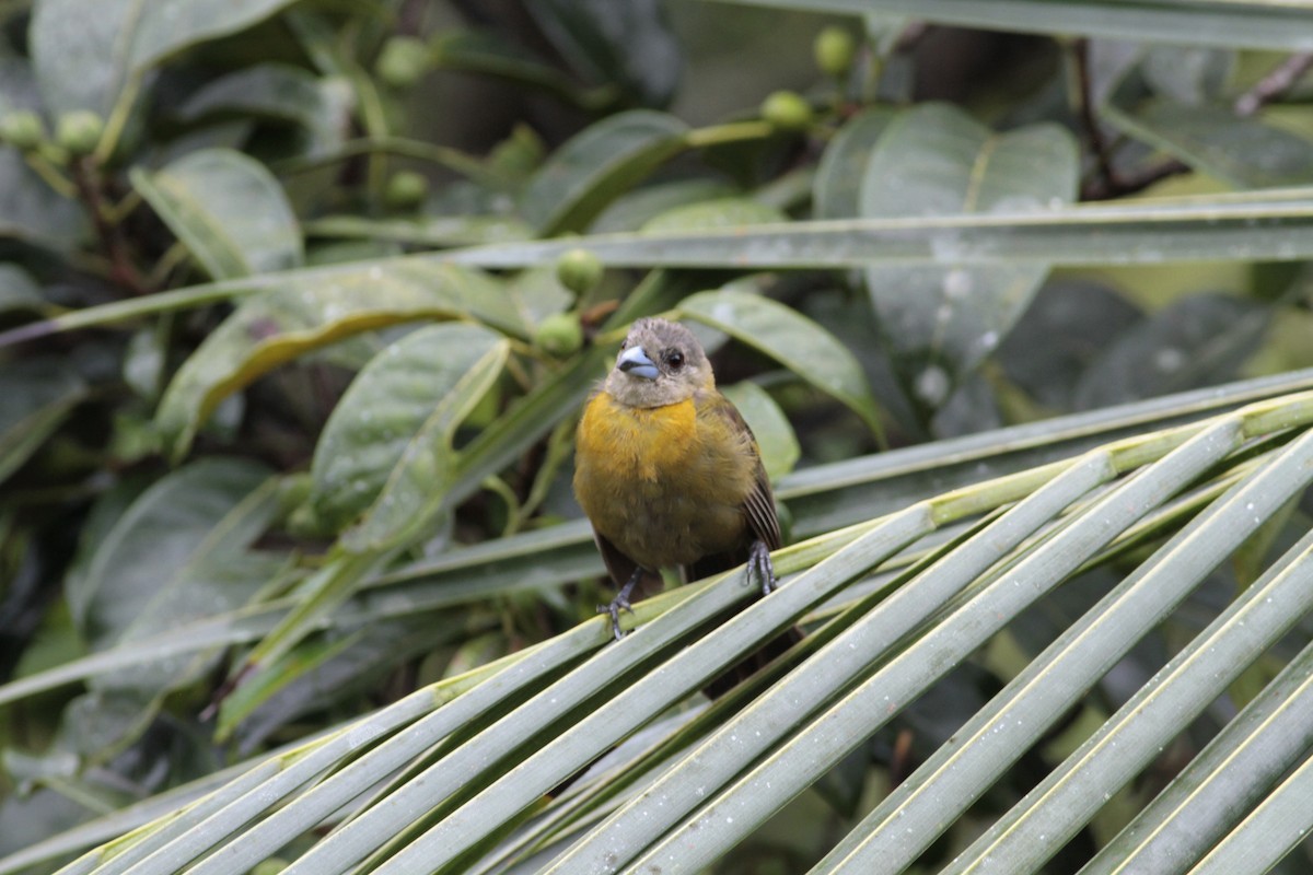 Scarlet-rumped Tanager - ML641674687
