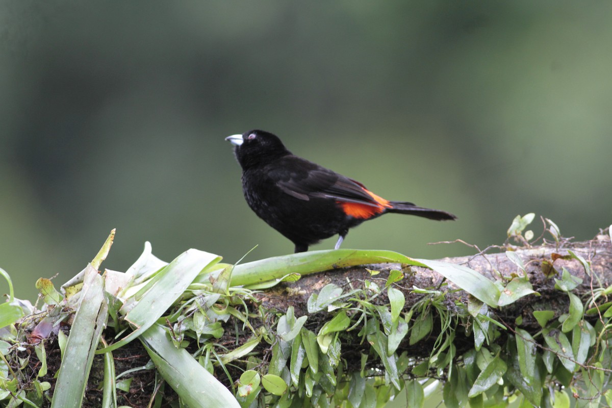 Scarlet-rumped Tanager - ML641674688