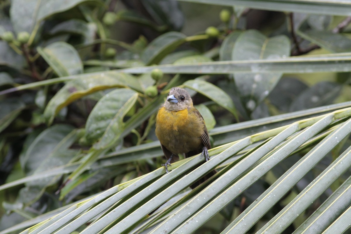Scarlet-rumped Tanager - ML641674689