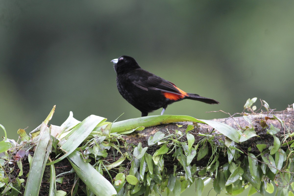 Scarlet-rumped Tanager - ML641674690