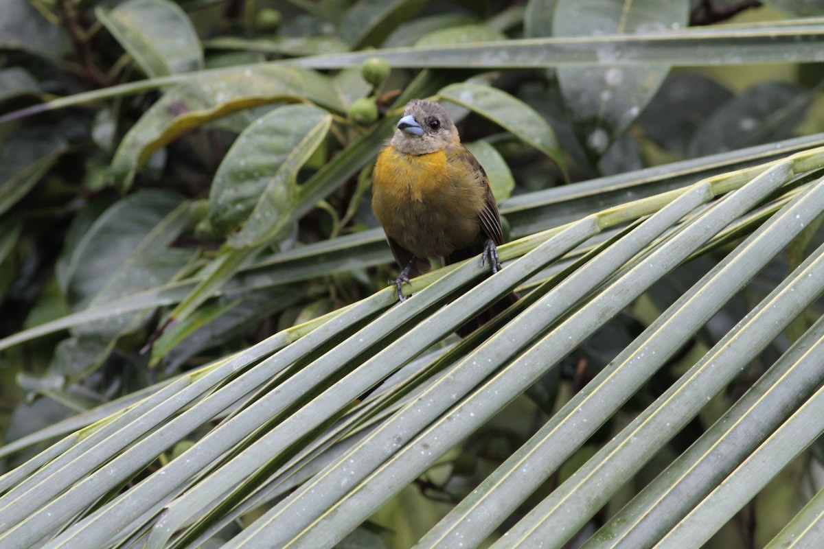 Scarlet-rumped Tanager - ML641674691