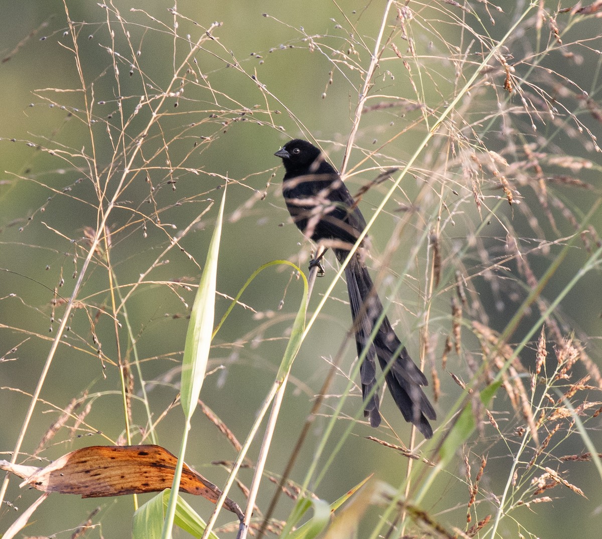 Red-collared Widowbird - ML641674695