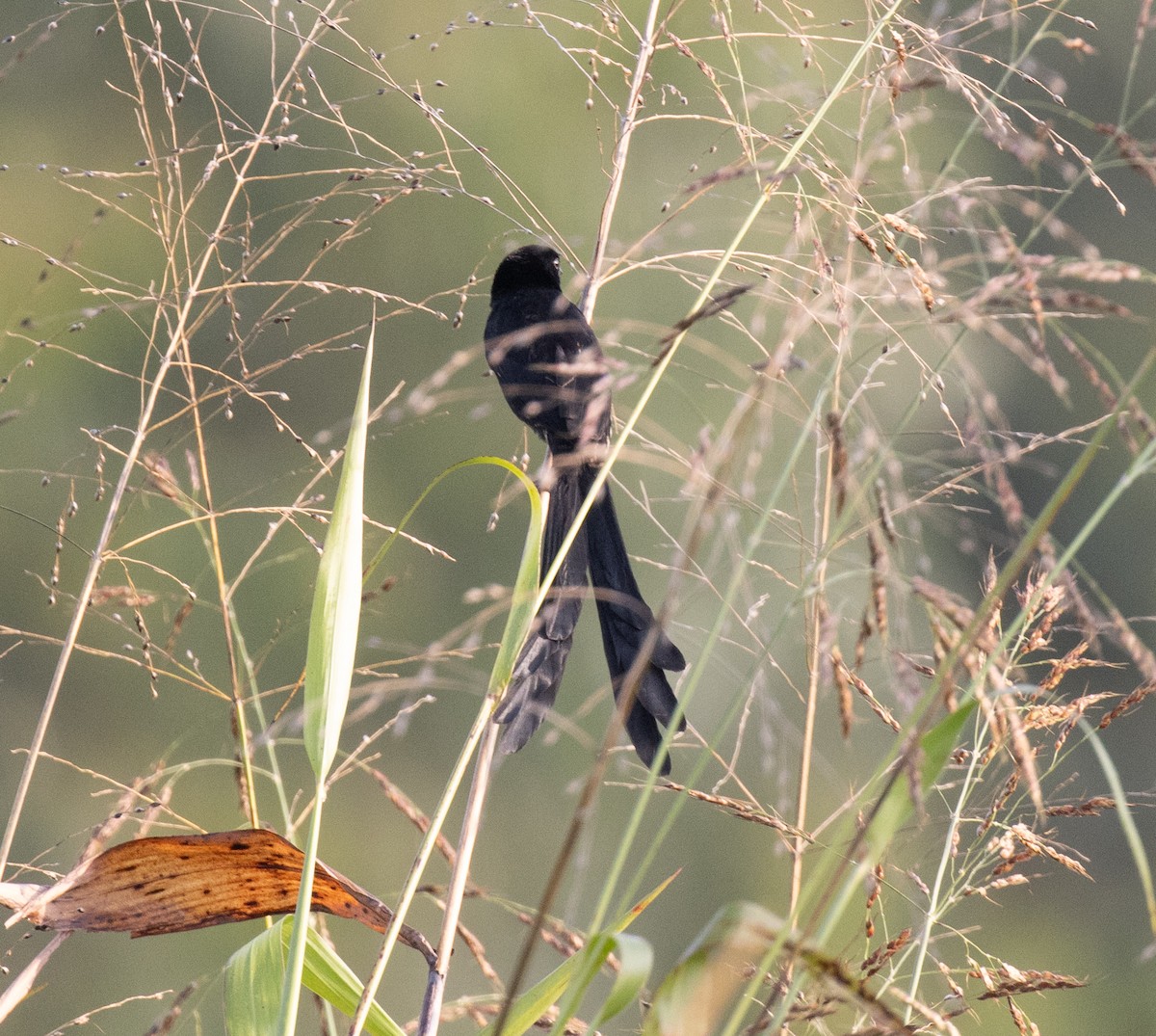 Red-collared Widowbird - ML641674697